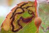 Stigmella sp.